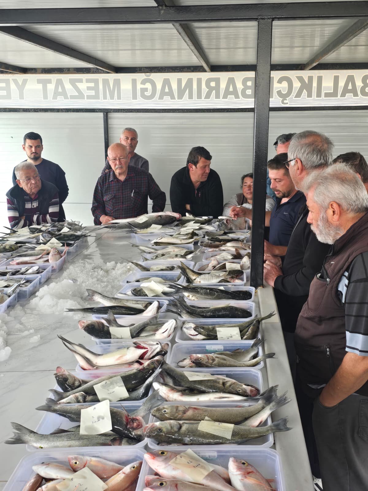Didimde Balik Mezati Yeniden Basladi 660604 81Ac94
