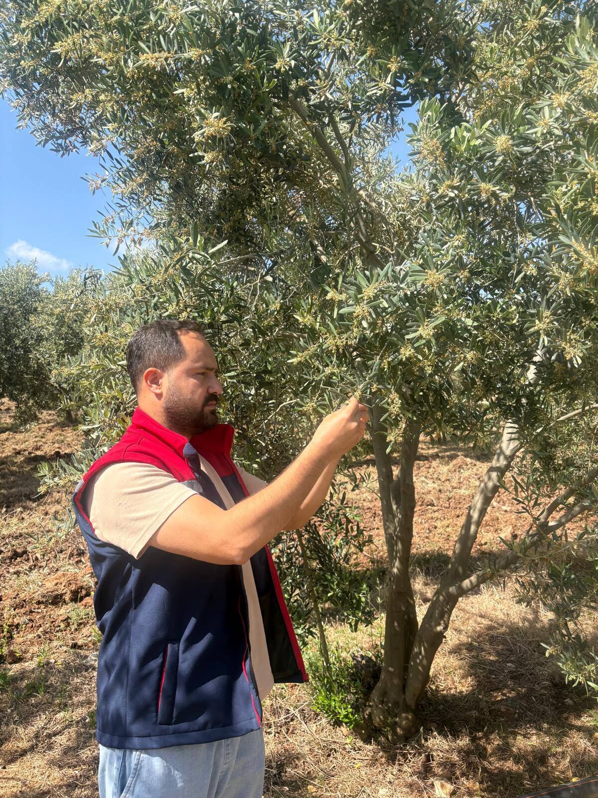 Didimde Zeytin Rekolte Tespit Calismalari Basladi 662490 12Cd7E
