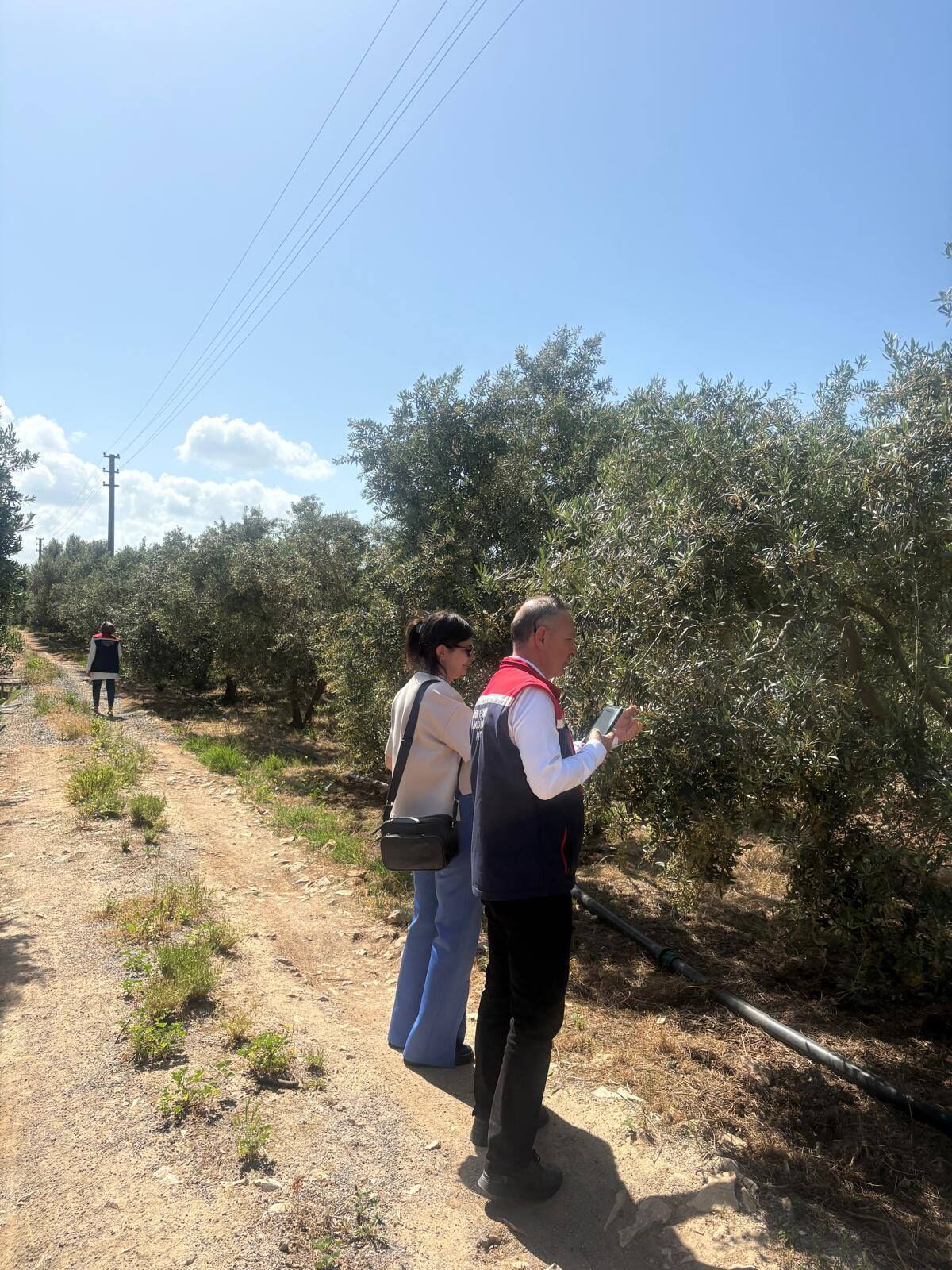 Didimde Zeytin Rekolte Tespit Calismalari Basladi 662490 Bcfc98