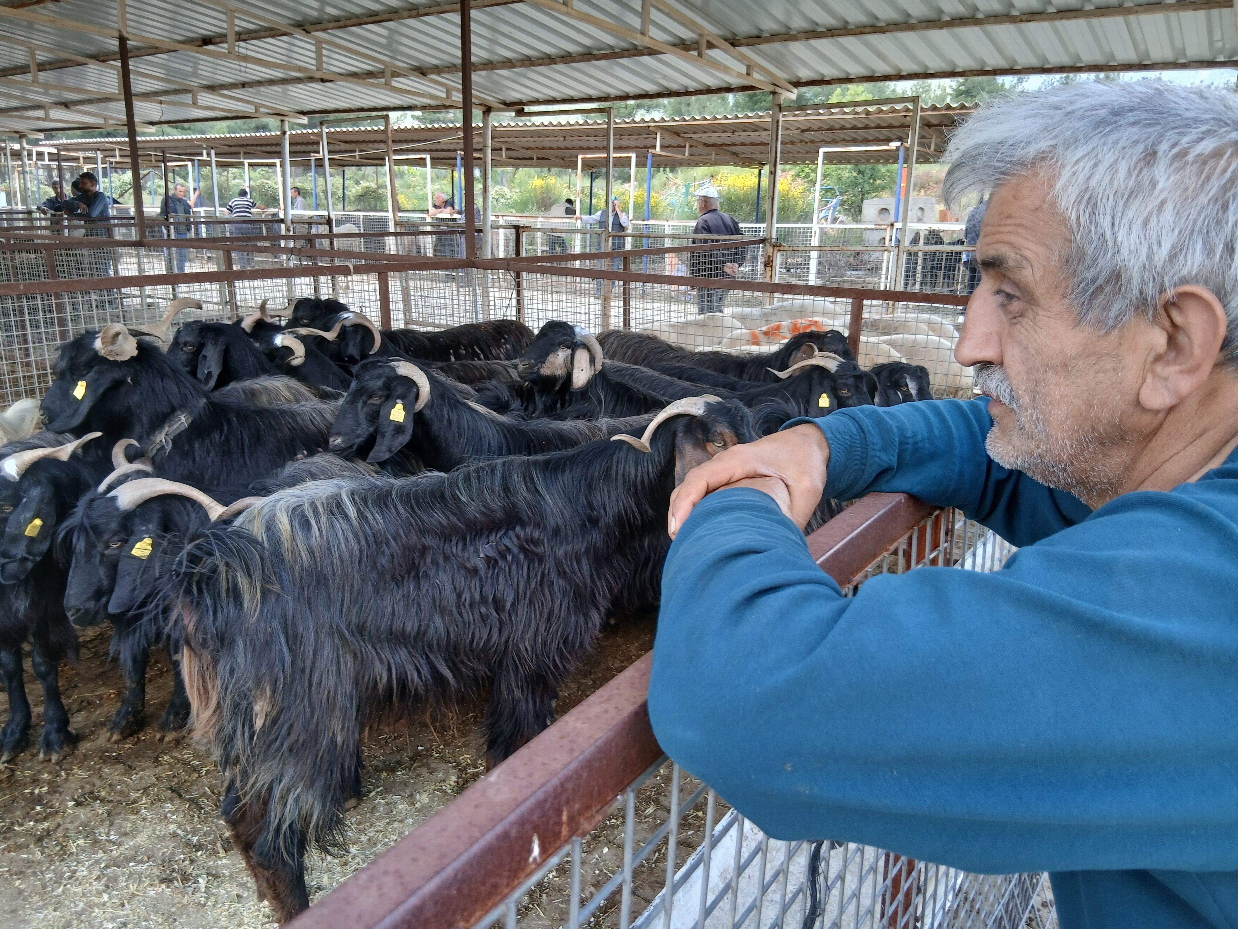 Emekli Maasiyla Gecinmek De Kurbanlik Almaktadir Mumkun Degi 665618 D4B8D3