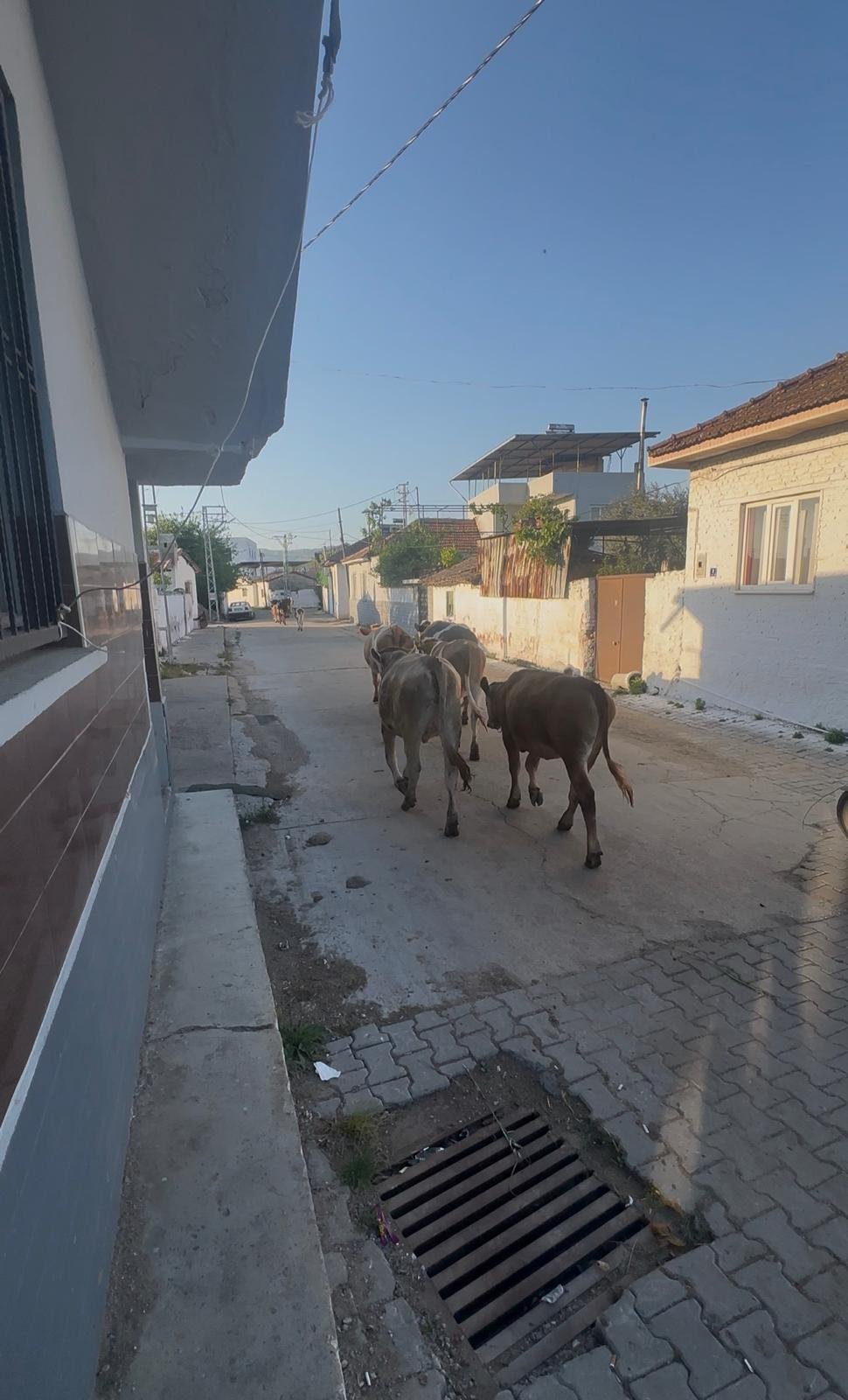 Incirliovada 100 Yillik Sistem Sasirtiyormera Kapisi Aciliyo 658859 337920