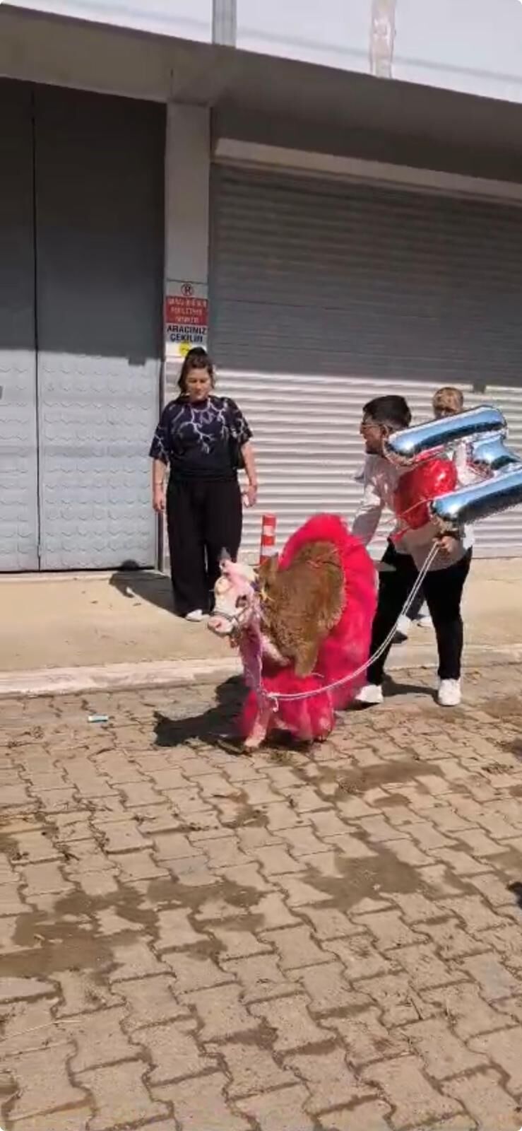 Nazillide Geline Bayram Surprizi Gelin Kocu Beklerken Buzagi 665177 E12F89