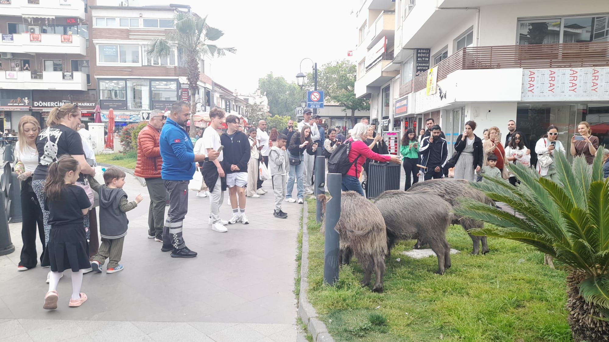 Yaban Domuzu Ailesi Kaya Savkay Meydanini Gezdi 658651 993E89
