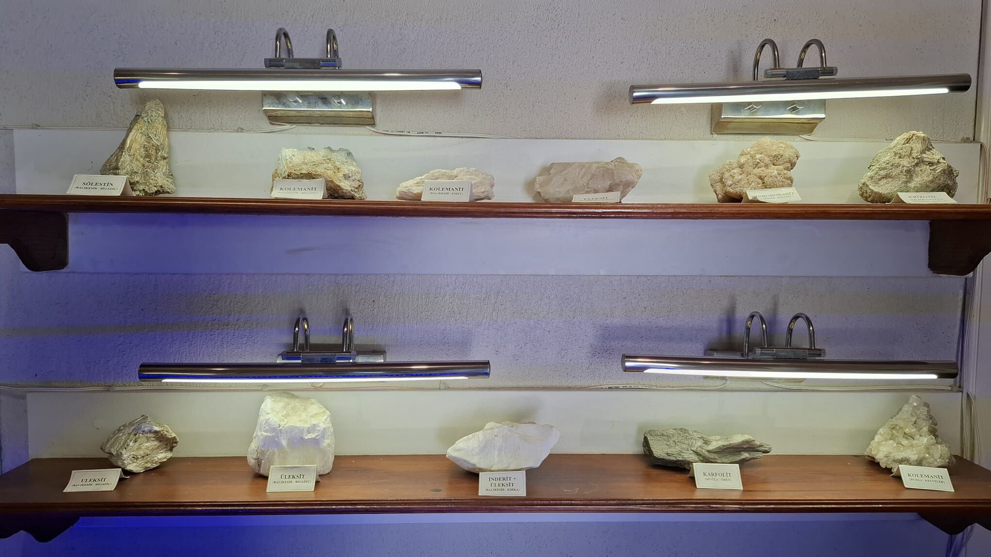 485 Milyon Yillik Kalamar Fosiline Kusadasinda Ilgi Artiyor 666526 D1072B