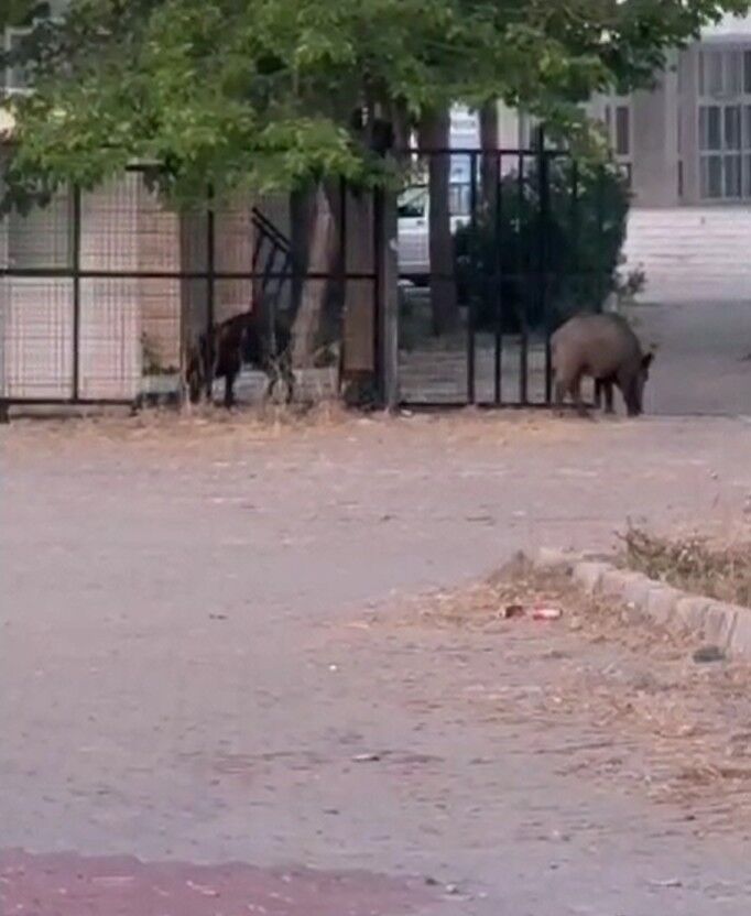 Ac Kalan Yabani Domuzlar Sehir Merkezine Indi 669083 C99230