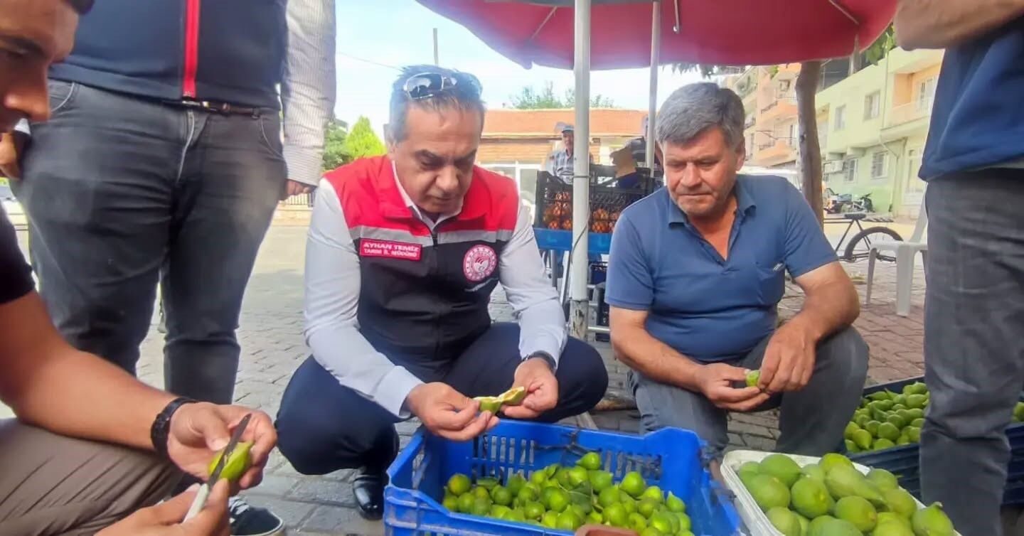 Aydin In Dunya Markasi Inciri Icin Sahada Yogun Mesai 1782031505674 826586