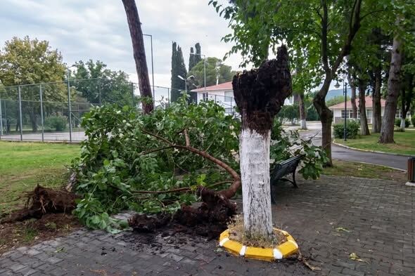 Aydinda Firtina Agaci Devirdi 671678 F8726C