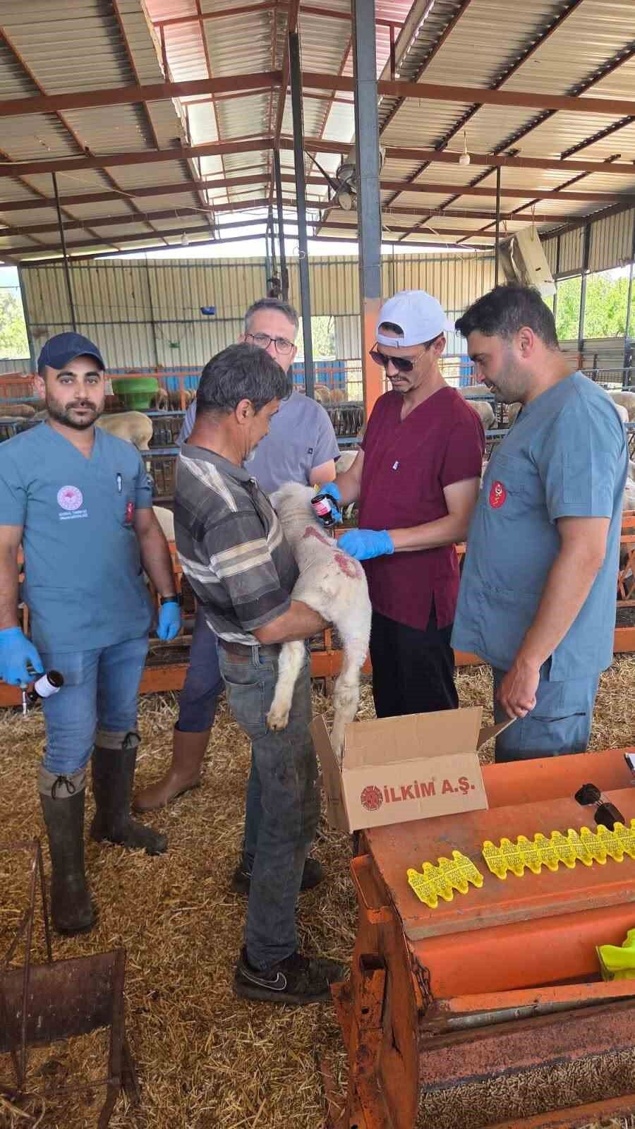 Bozdogan Da Hayvan Sagligi Ekipleri Sahada 1781598004545 922414