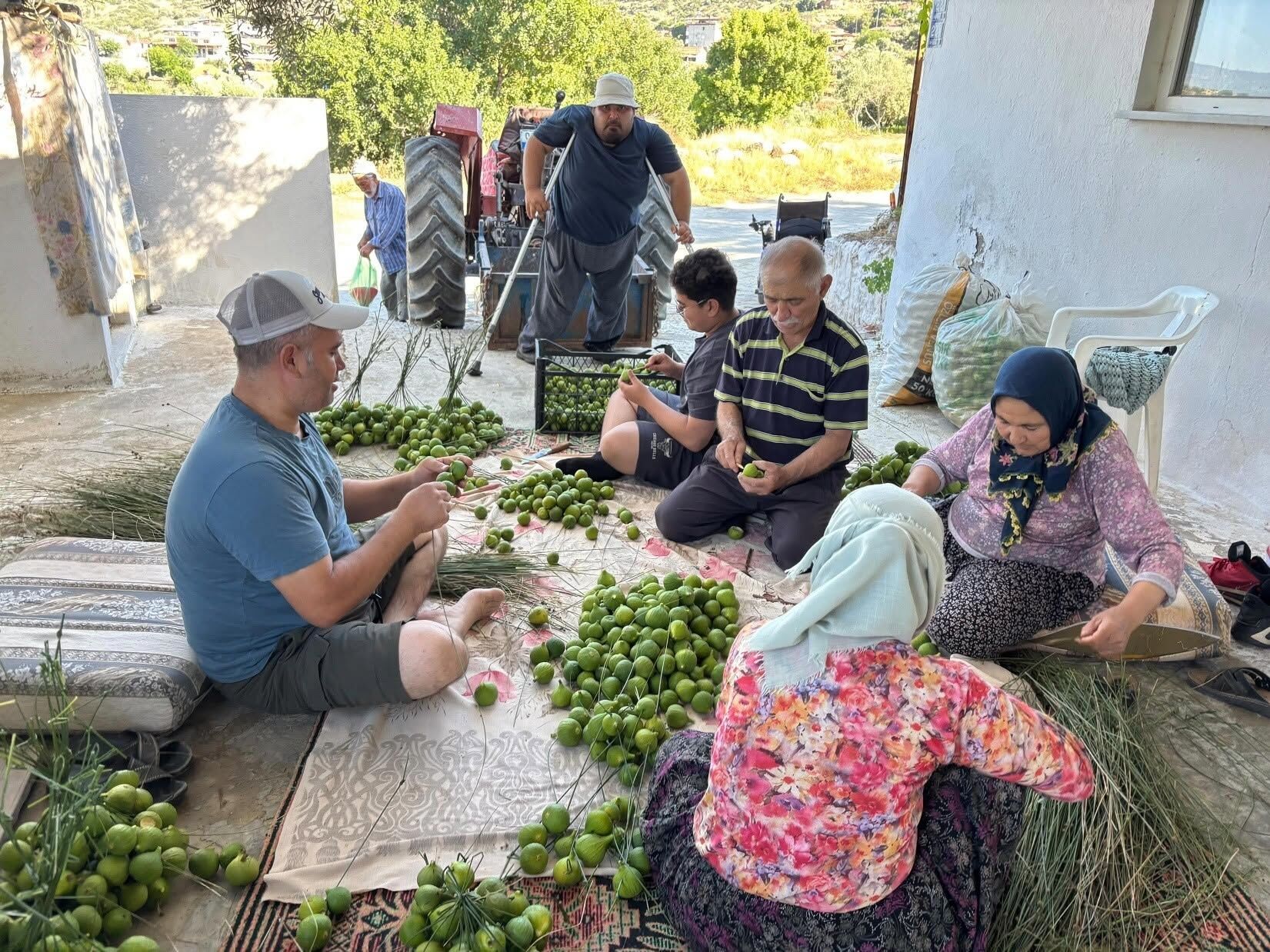 Bozdoganda Ilekler Agacla Bulustu Tum Dunya Aydin Incirini B 670827 951750