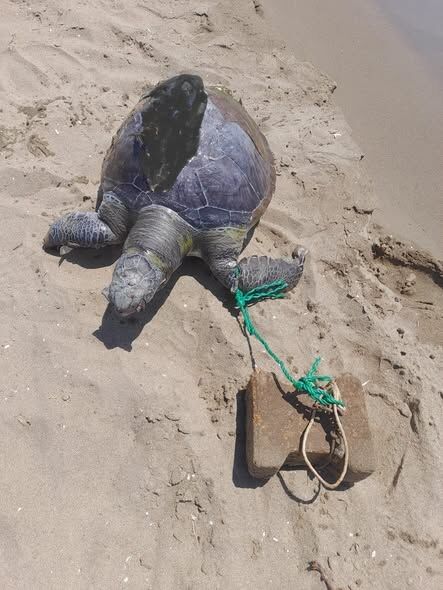 Caretta Carettaya Yine Insanlik Disi Mudahale 672600 889887