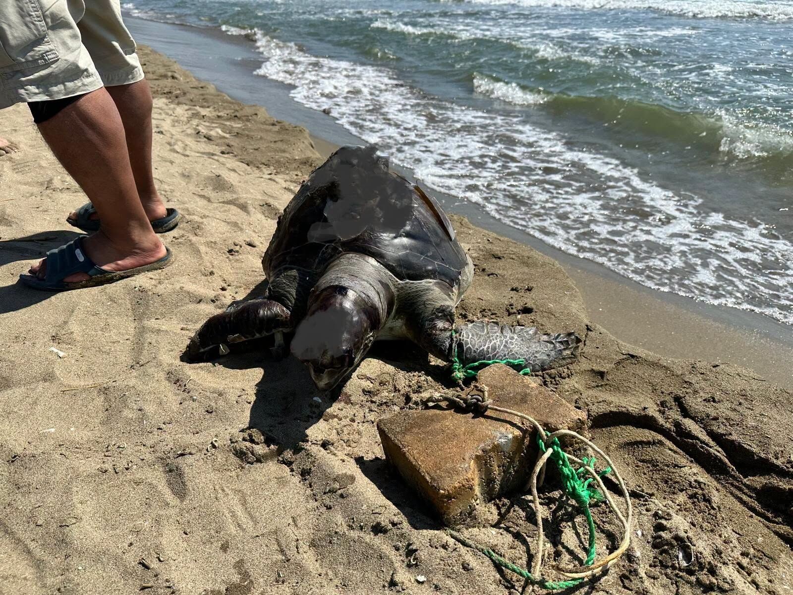 Caretta Carettaya Yine Insanlik Disi Mudahale 672600 Be2C2E