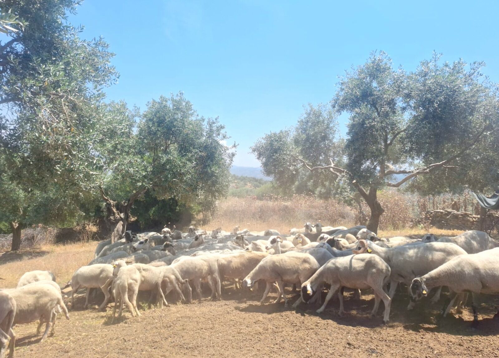 Denizliden Aydina Uzanan 100 Yillik Yolculuk Konargocerler D 667899 77Cda7