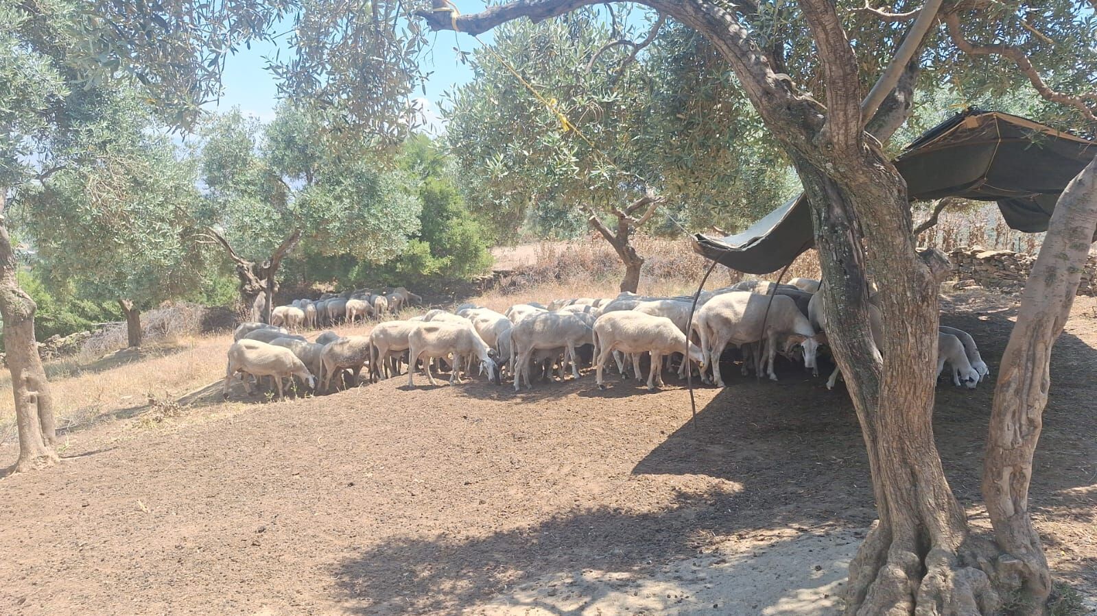 Denizliden Aydina Uzanan 100 Yillik Yolculuk Konargocerler D 667899 B3A772