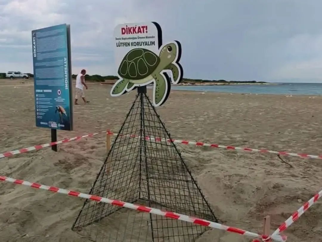 Didimde Caretta Caretta Operasyonu 671330 429094