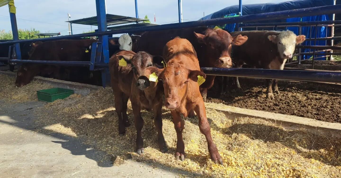 Kirsalda Bereket Hayvanciliga Destek Projesi Ile Aydin Da Uretim Gucu Artiyor 1782111302843 59915