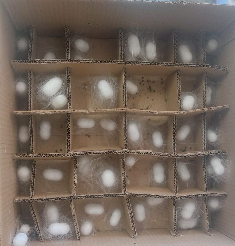 Kusadali Ogrencilerin Emekleri Kelebegin Kanatlarinda Canlan 667553 Dcf6E6