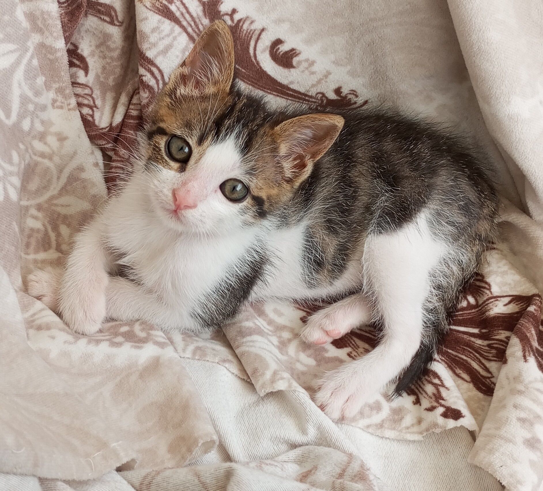 Nazillide Kaybolan Yavru Kedi Milka Icin Yardim Cigligi 671699 64Ba5B