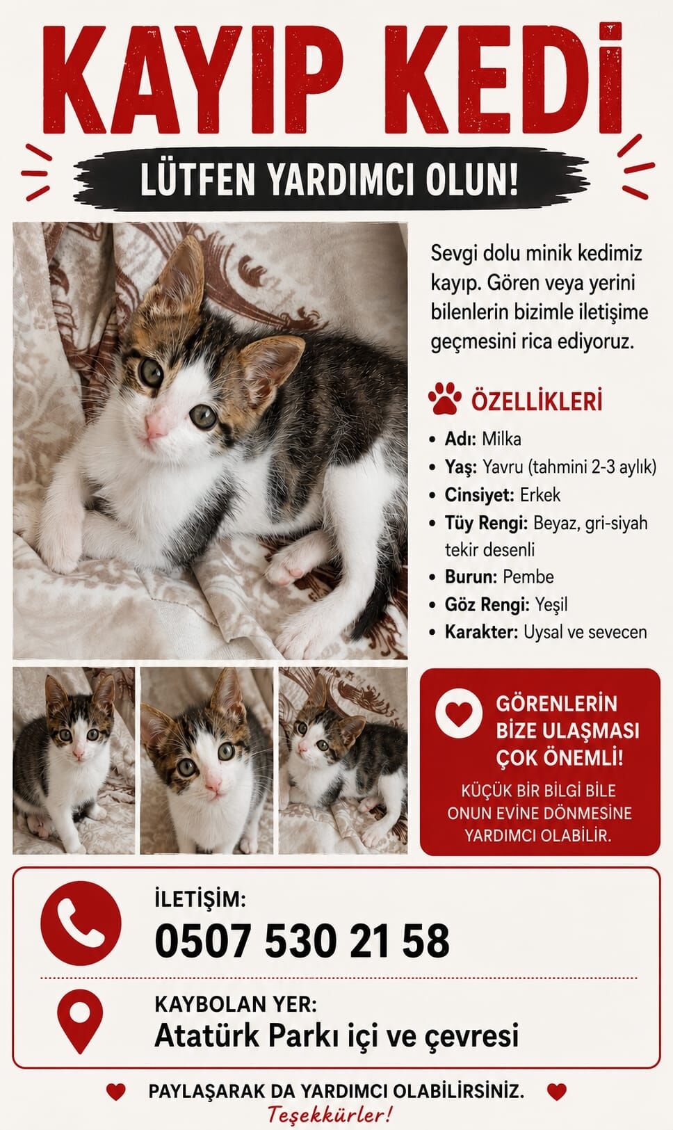 Nazillide Kaybolan Yavru Kedi Milka Icin Yardim Cigligi 671699 7215Ba