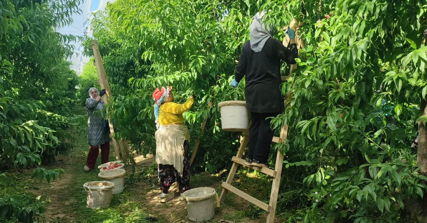 Yassi Seftali Aydindan Dunya Sofralarina Uzaniyor 667230 B6A38F