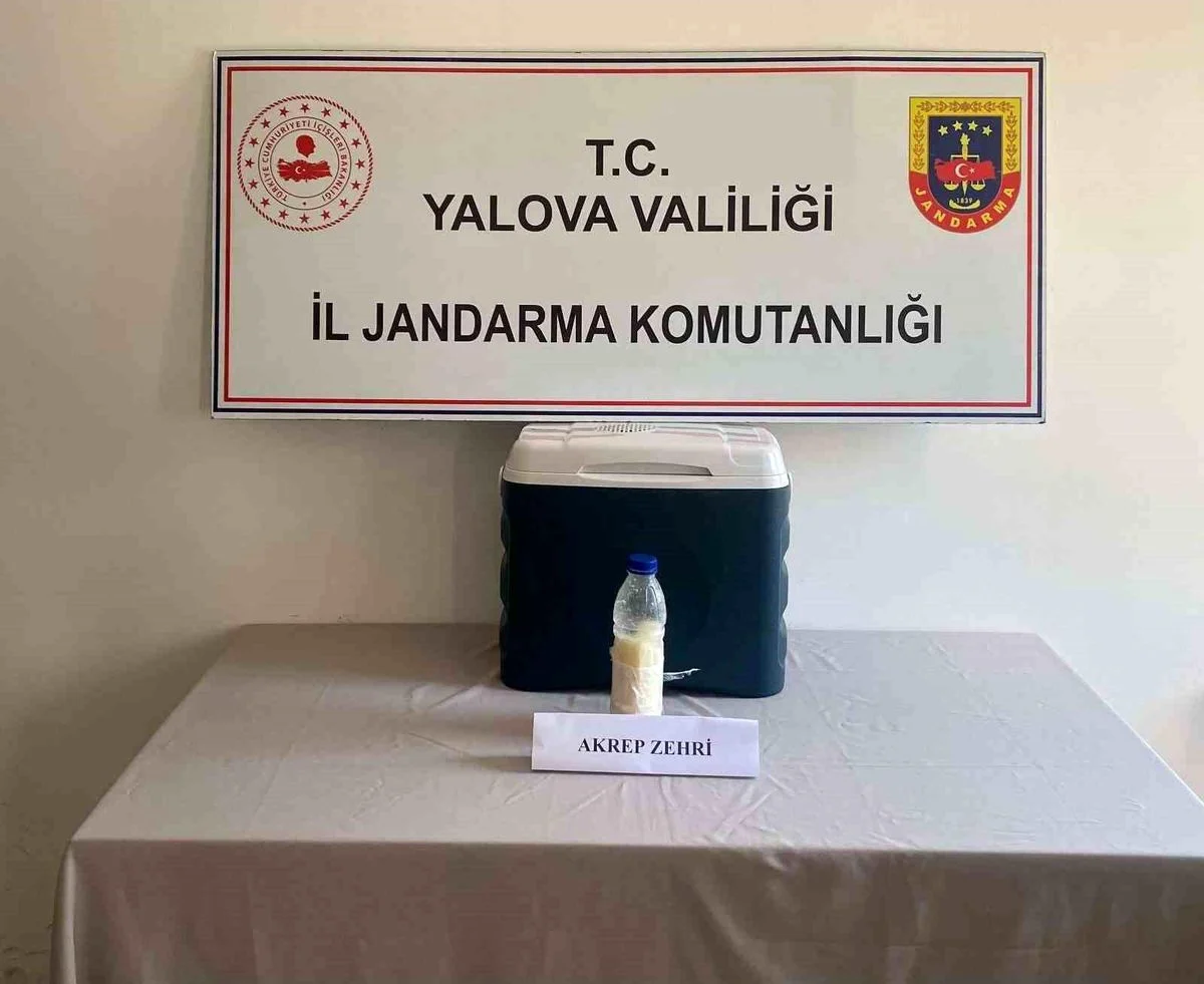 5 Milyon Dolarlik Akrep Zehri Yalova Da Yakal 20050939 Amp