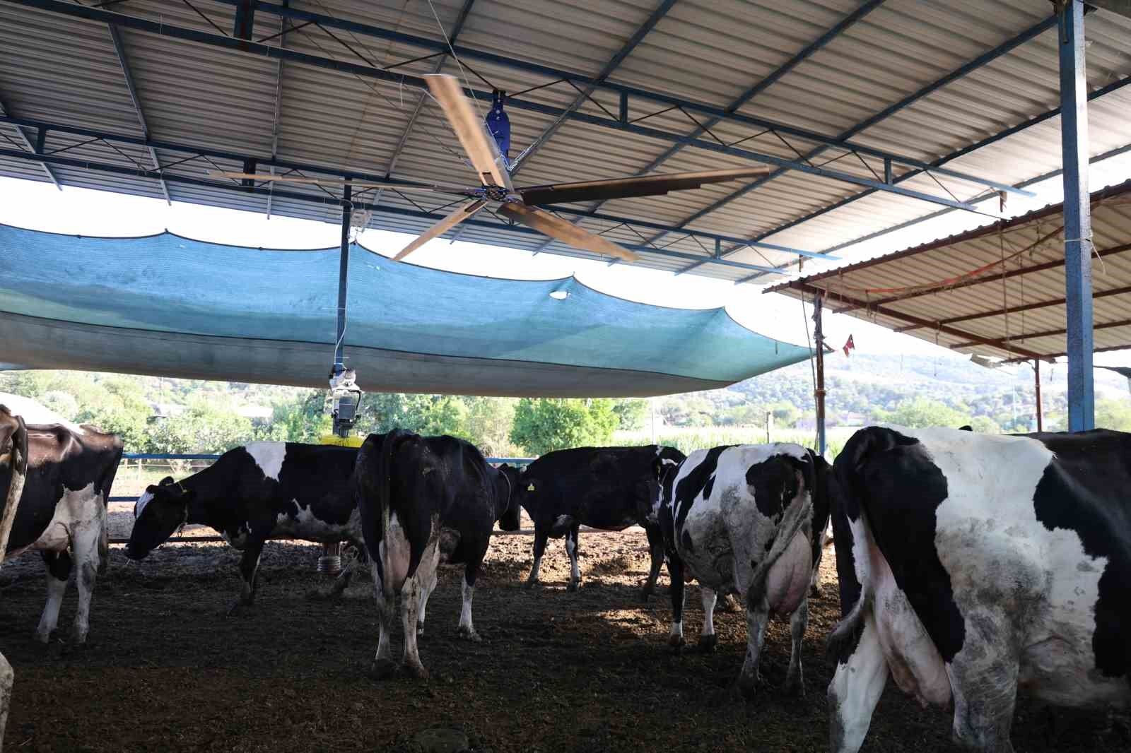 Aydin Da Col Sicaklari Inekleri Strese Soktu Ahirlar Vantilator Ile Serinletiliyor 1784704202871 689471