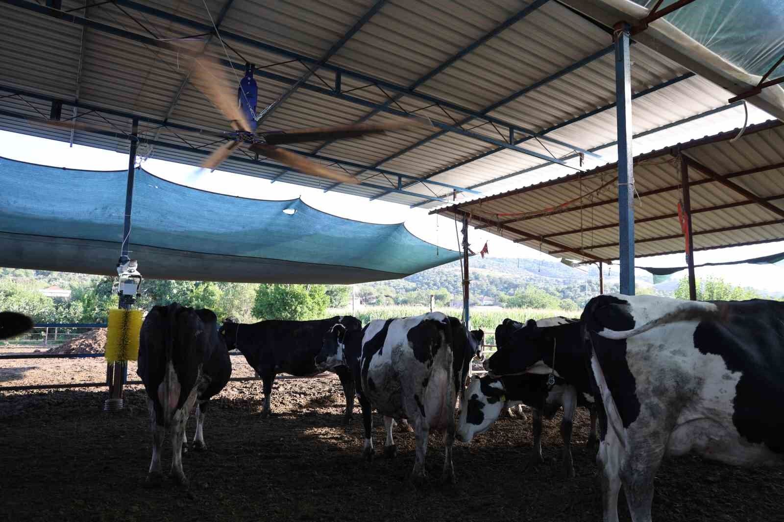 Aydin Da Col Sicaklari Inekleri Strese Soktu Ahirlar Vantilator Ile Serinletiliyor 1784704205045 652582