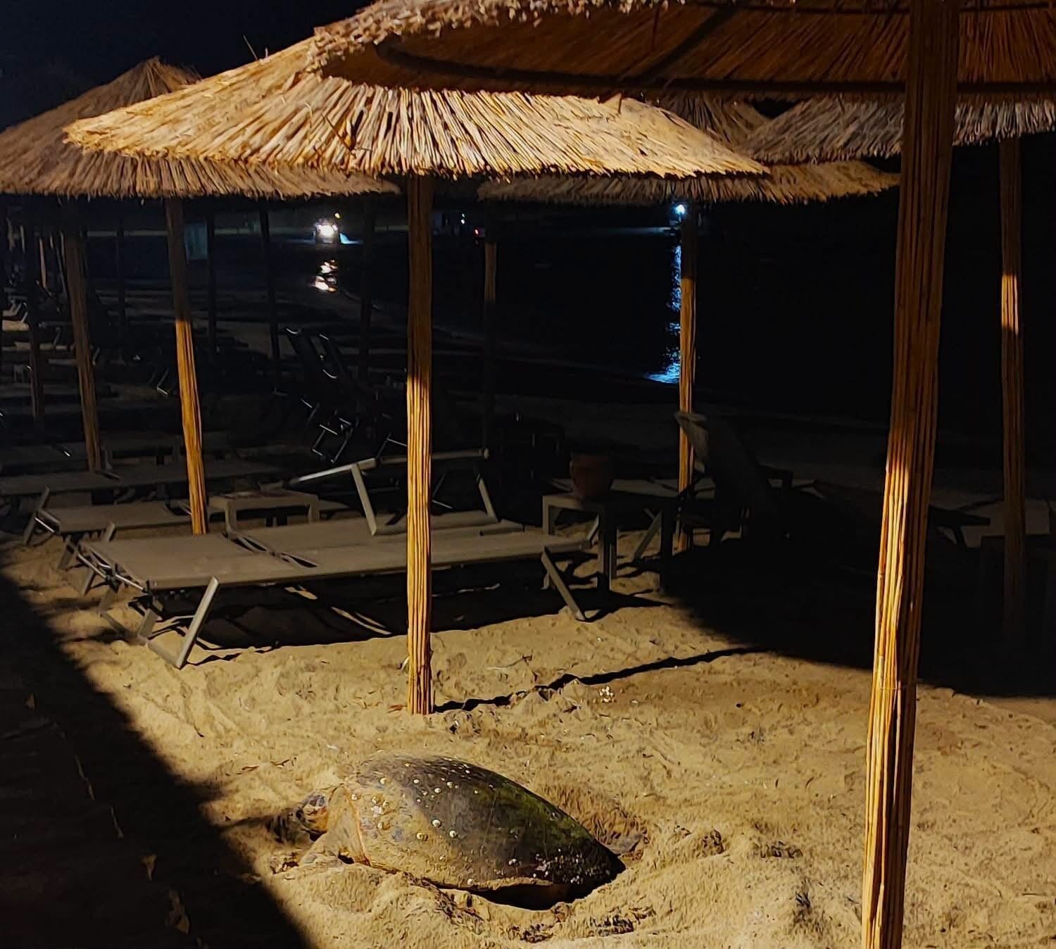 Aydin In Kusadasi Ve Didim Kiyilarinda Caretta Hareketliligi 1783364402536 143002