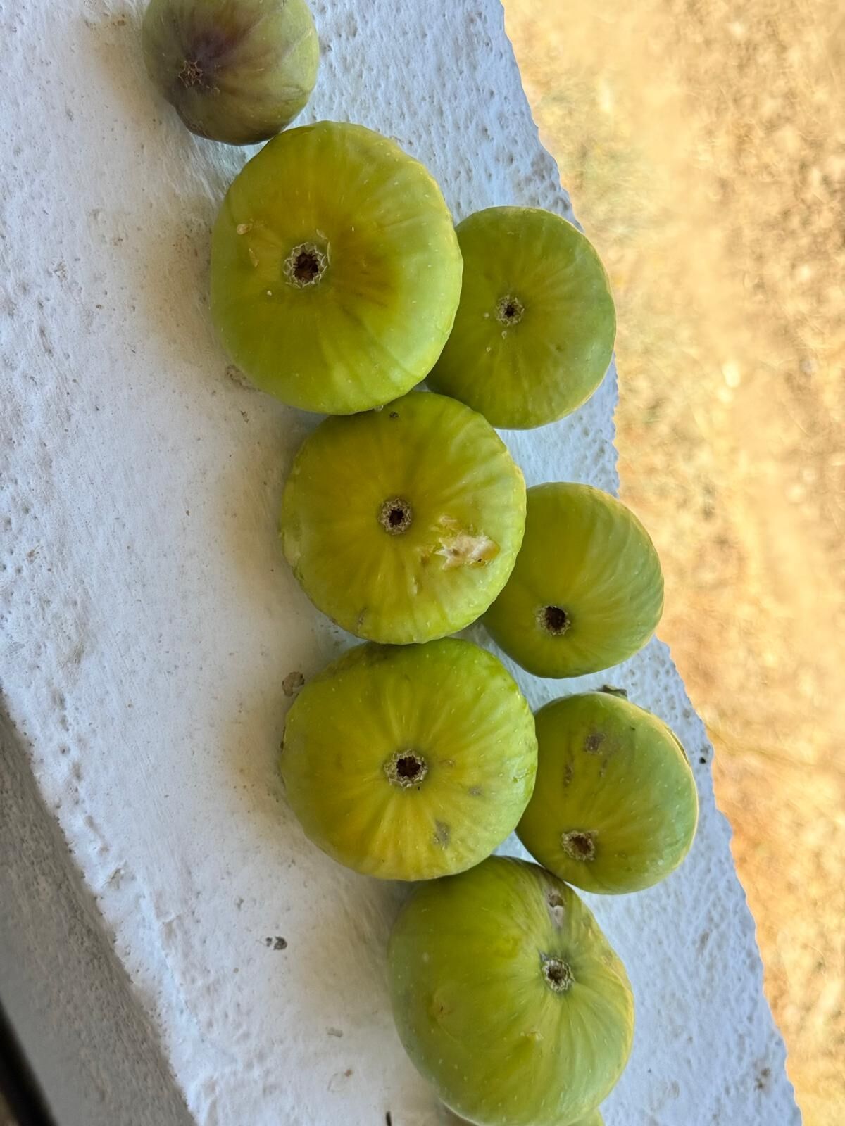 Aydin Incirinde Umut Veren Tablo Kalite Ve Verim Gecen Yilda 678835 A4664F