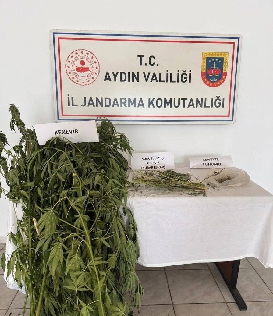 Aydinda Evden Kenevir Bahcesi Cikti 681818 4F6C7E