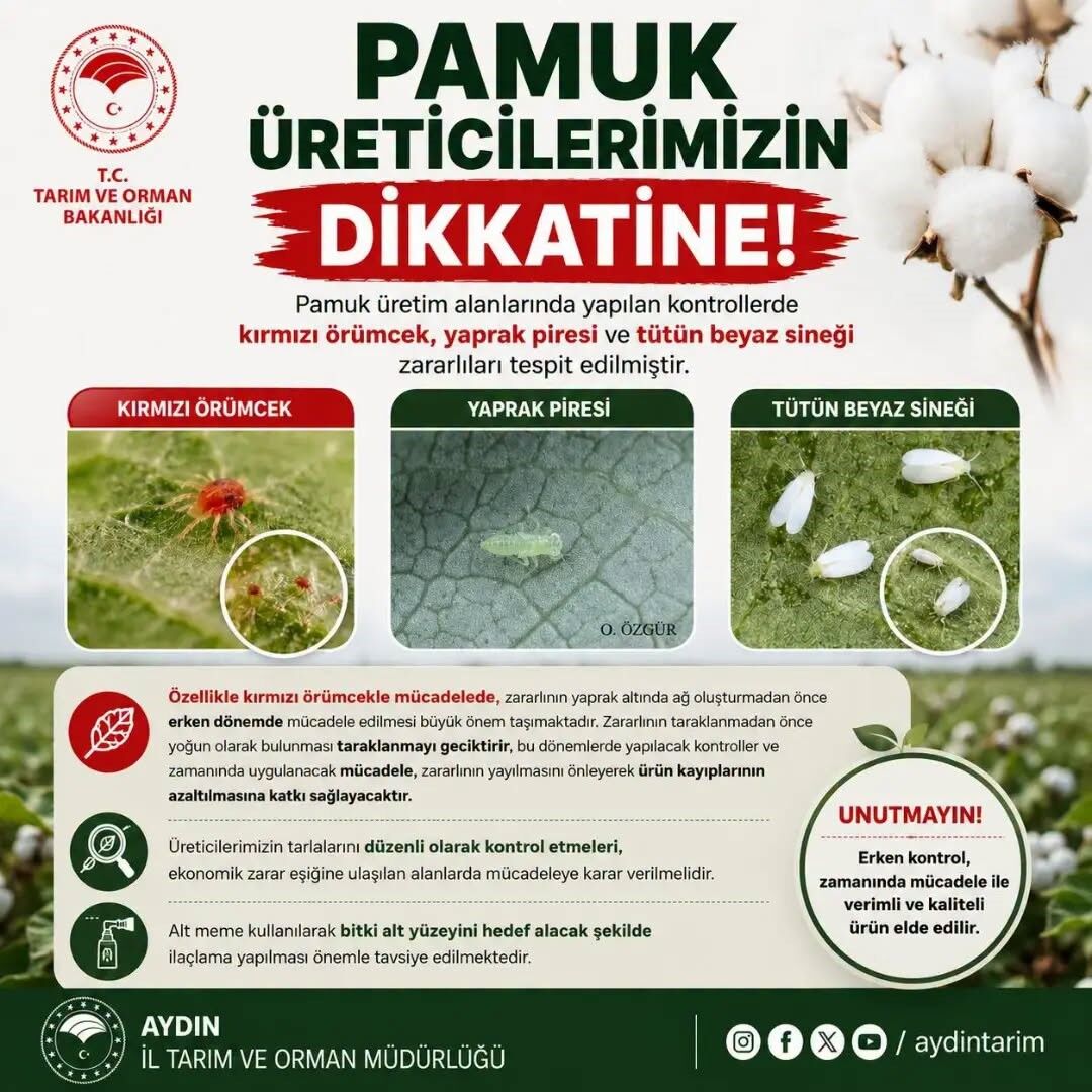 Aydinli Pamuk Ureticilerine Zararli Uyarisi 1783244402342 236691