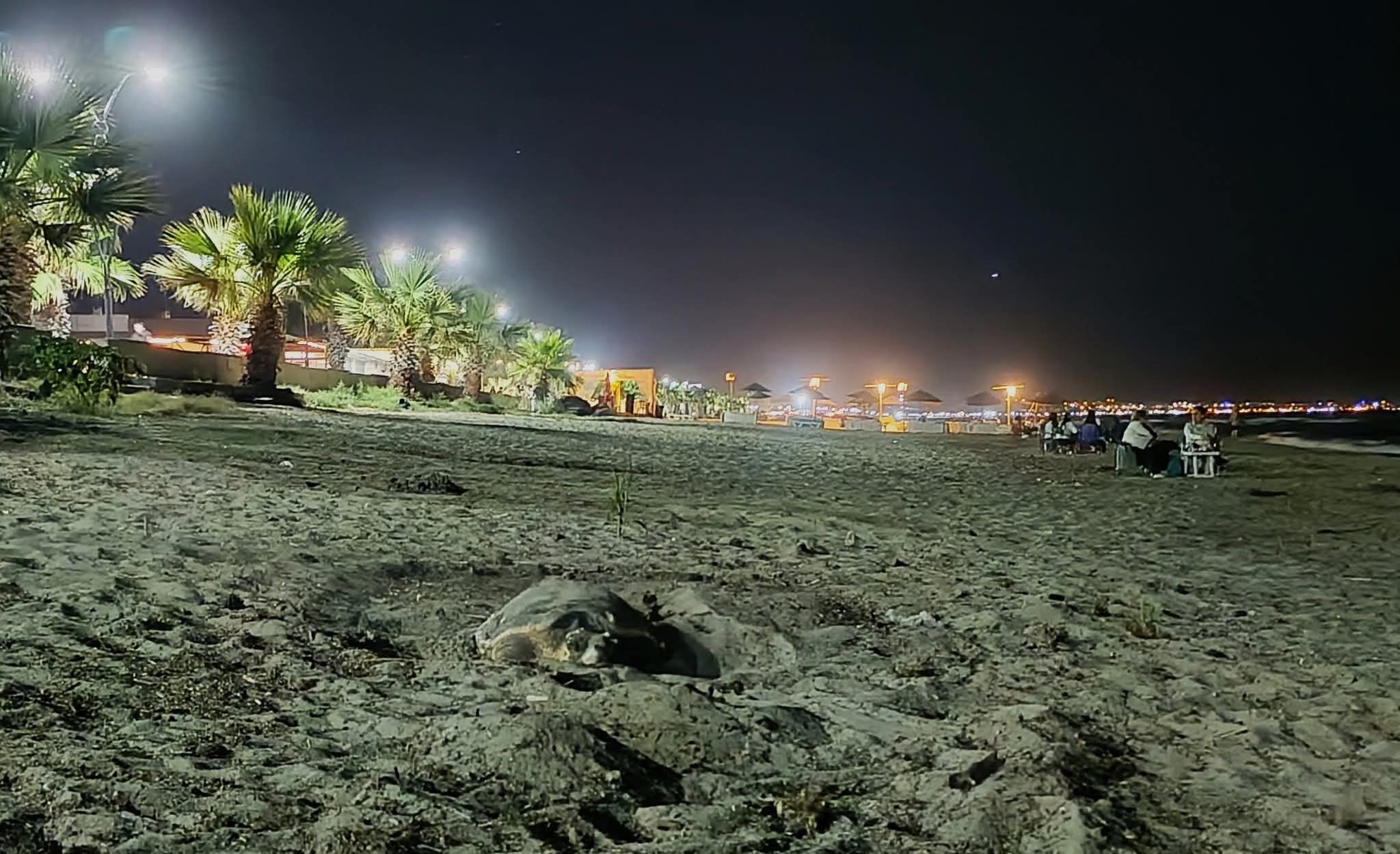 Caretta Carettalarin Kusadasi Plajlarina Akini Suruyor 678616 Ff4Bce