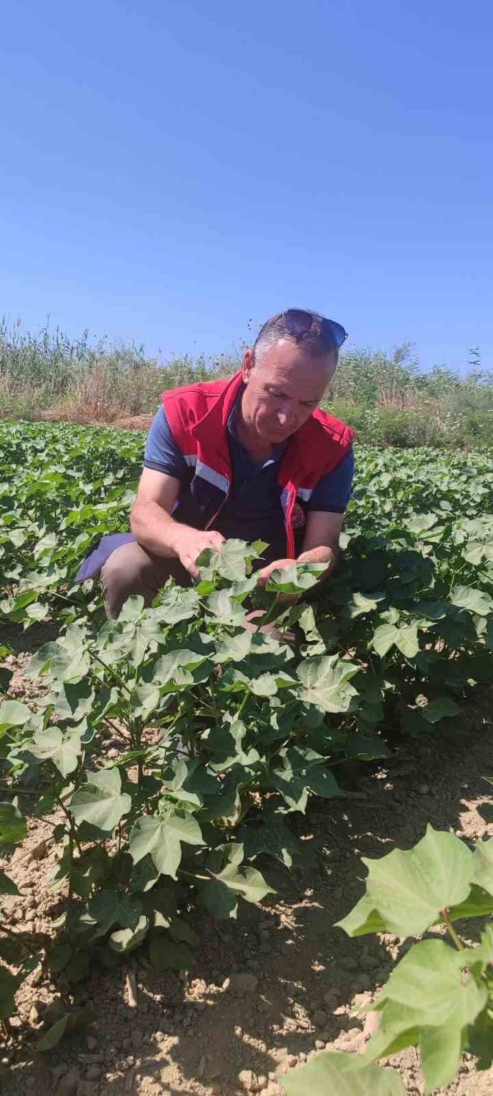 Didim De Pamuk Tarlalarinda Zararli Denetimi 1783842302845 612515