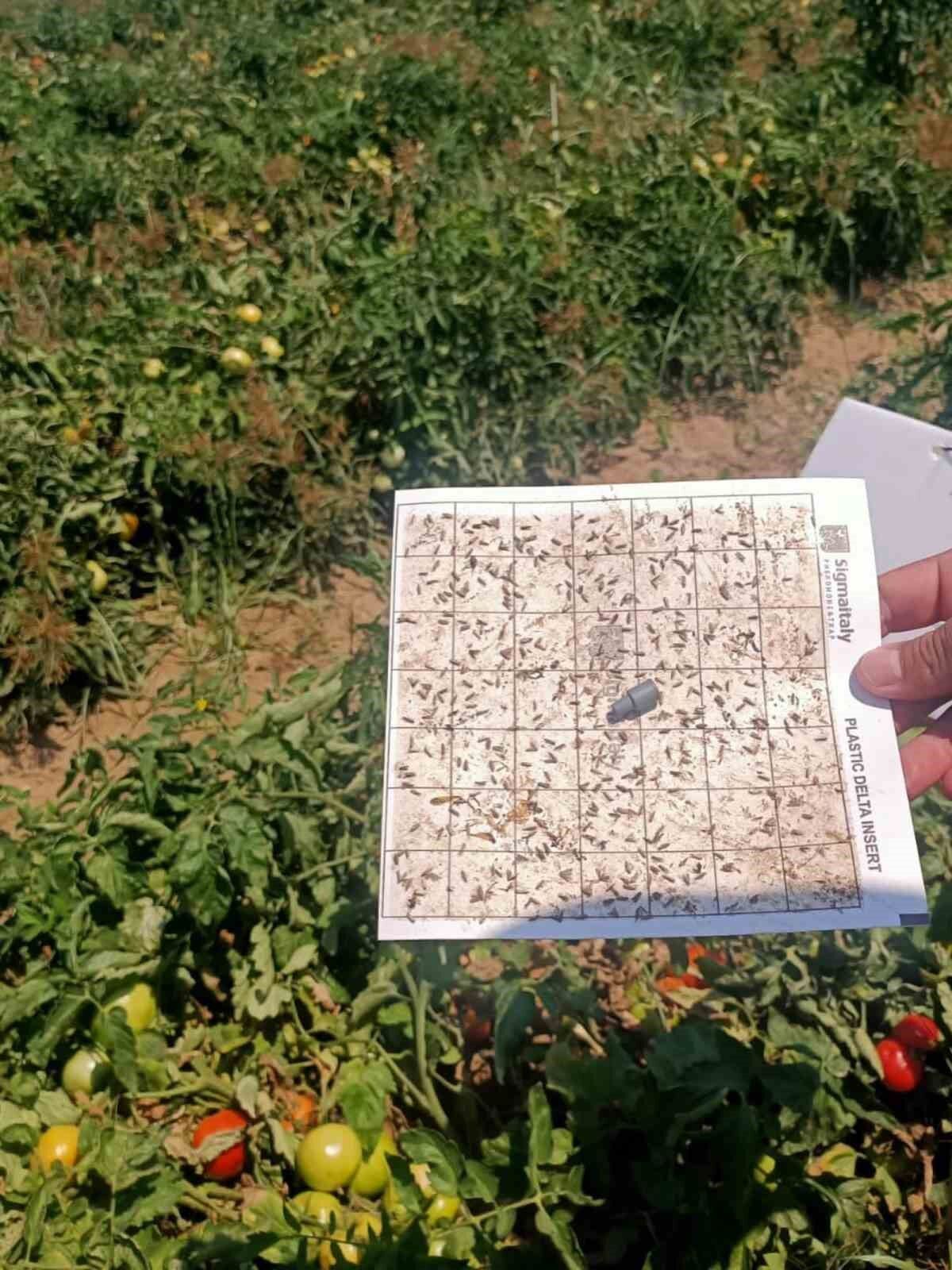 Domates Pamuk Ve Aycicegi Tarlalarinda Saha Denetimi 1783146002880 255281
