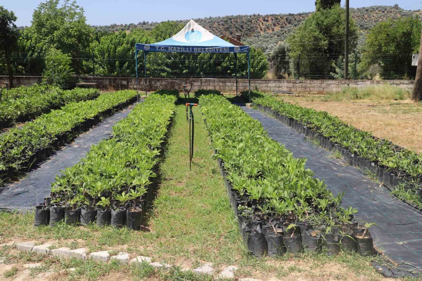 Nazilli Belediyesi Uretiyor Koylere Can Oluyor 1784360115188 132254