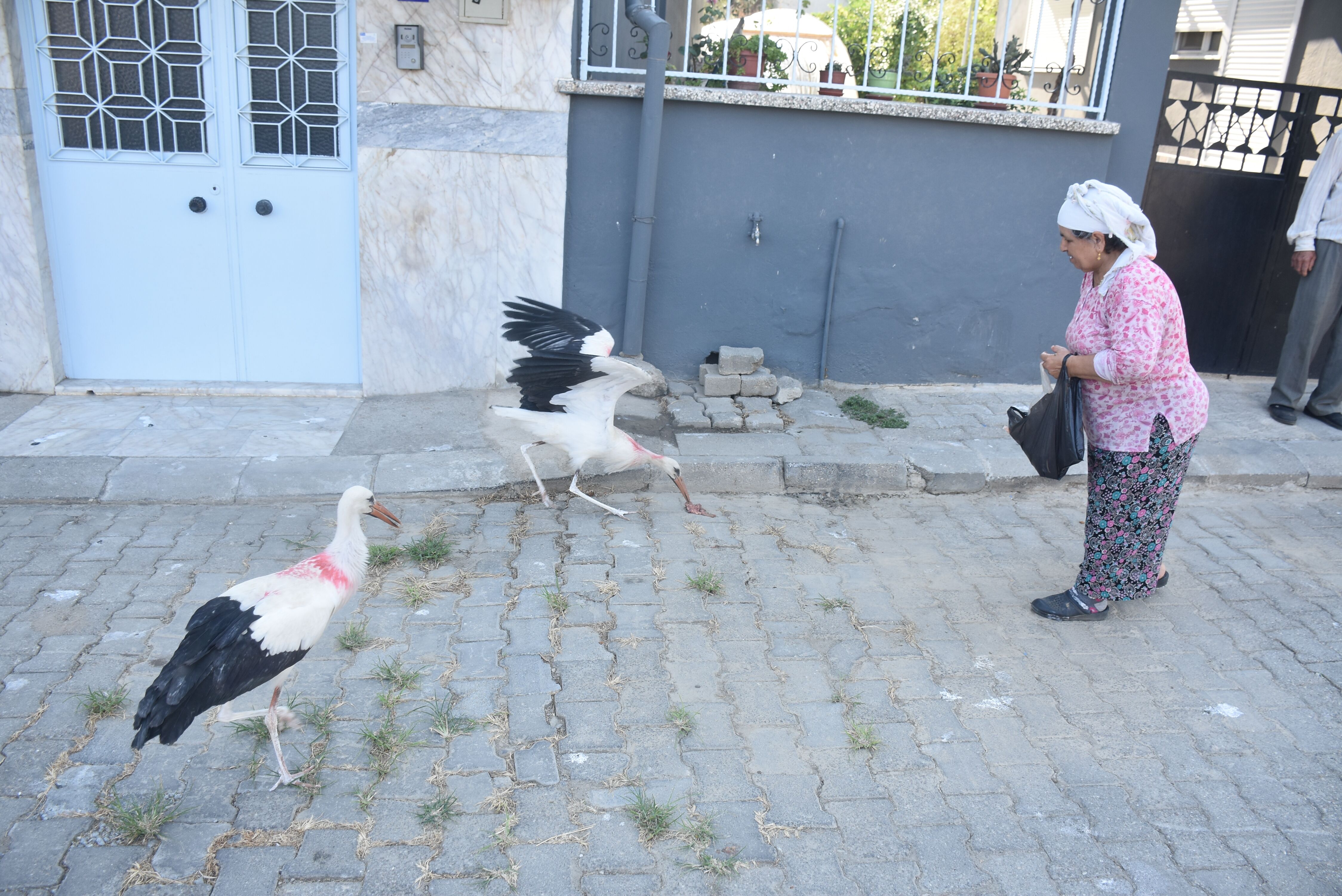 Aydinda Bir Yaren Leylek Hikayesi Yuvadan Dusen Yavru Leylek 687405 2Abe03