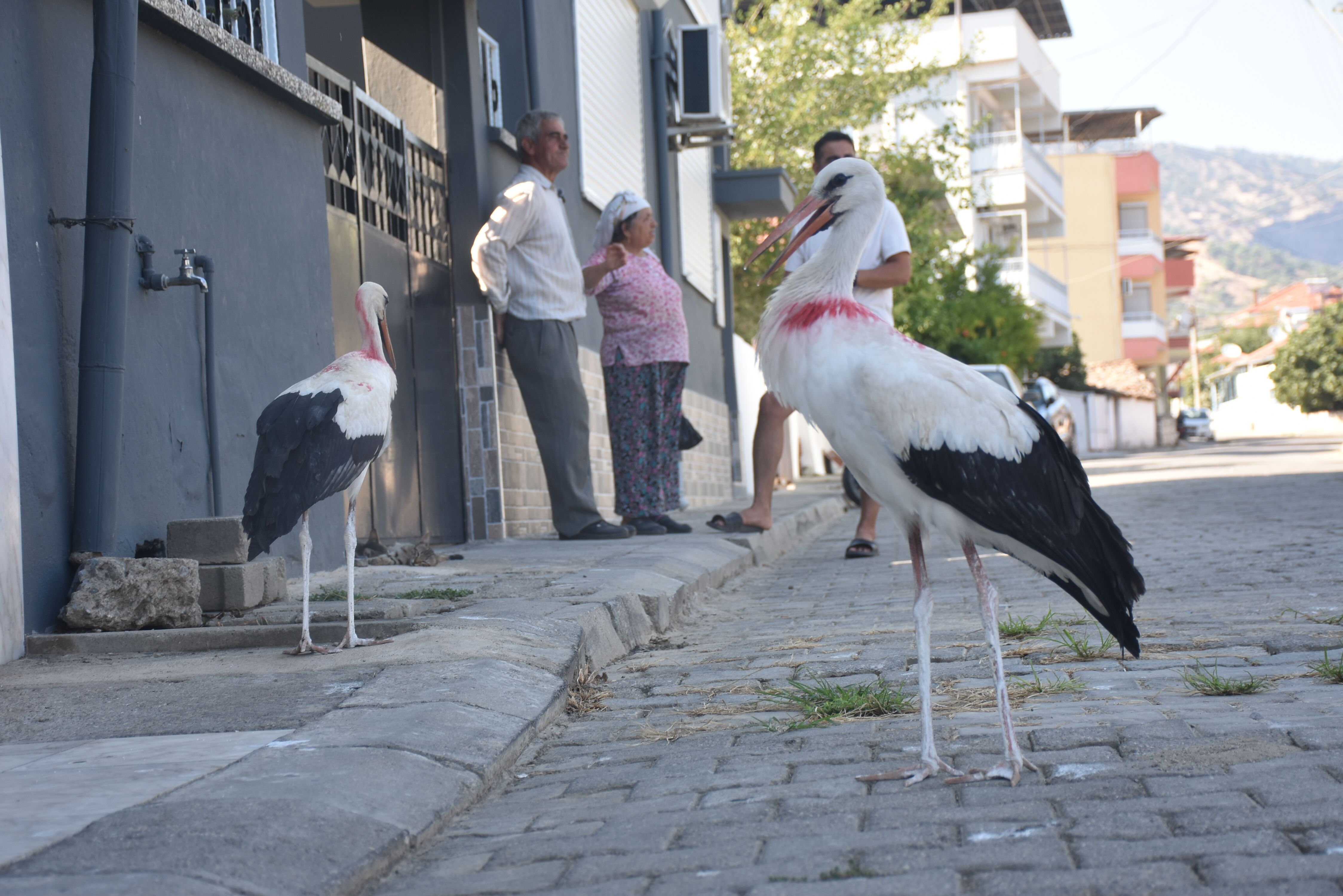 Aydinda Bir Yaren Leylek Hikayesi Yuvadan Dusen Yavru Leylek 687405 Dba6B3