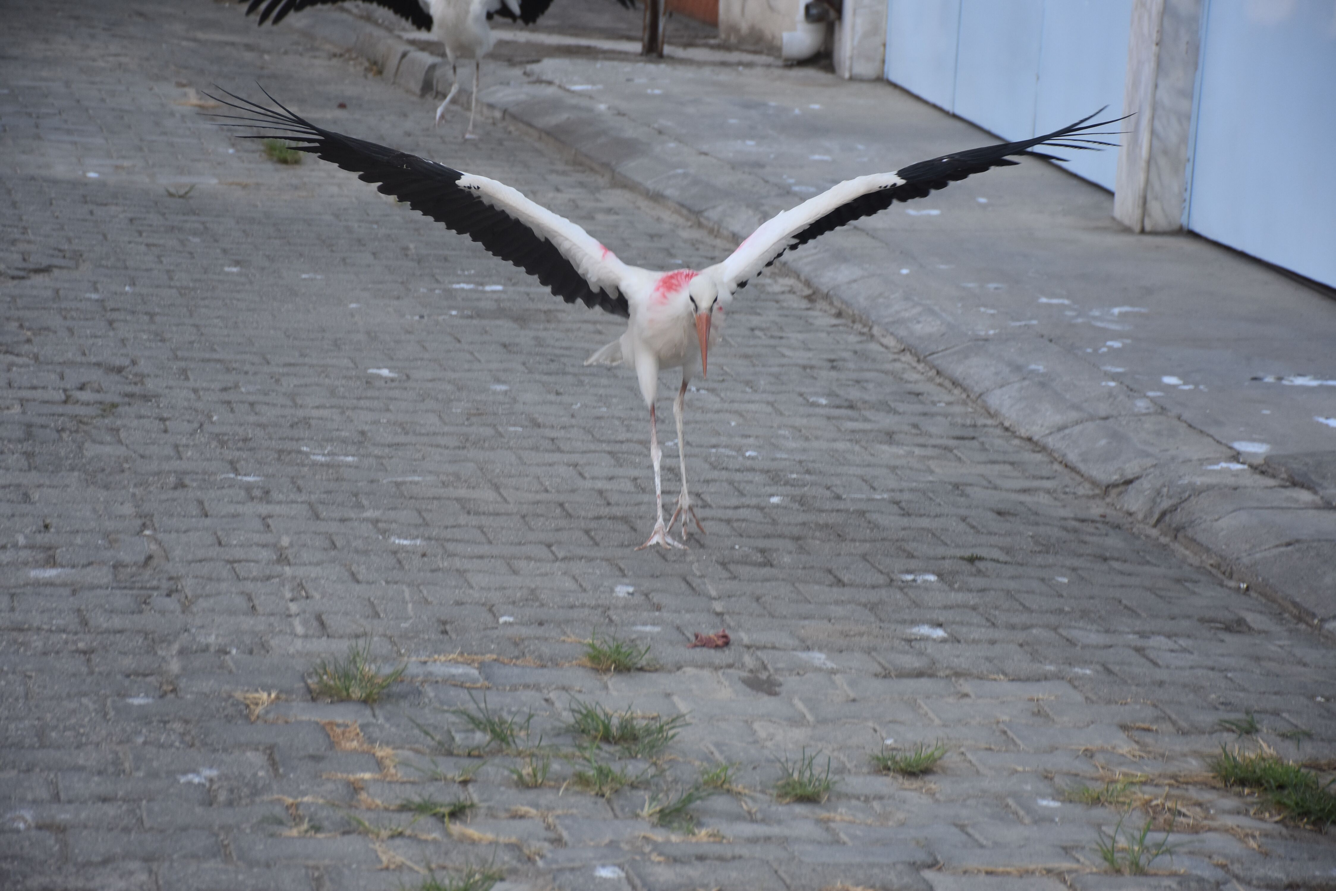 Aydinda Bir Yaren Leylek Hikayesi Yuvadan Dusen Yavru Leylek 687405 Eb8759