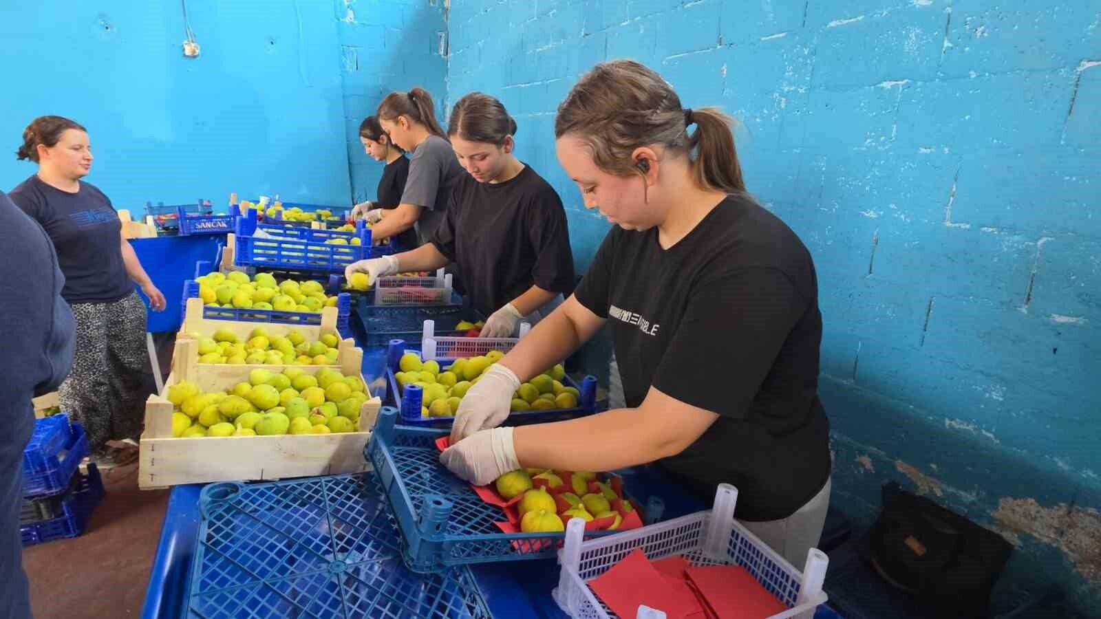 Buharkent In Taze Incirlerinin Sofralara Yolculugu Basladi 1786439707913 907172