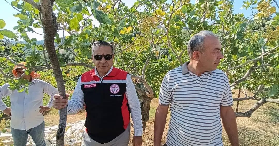 Menengicten Antep Fistigina Yenipazarda 12 Bin 500 Agac Asil 684921 8B6C90