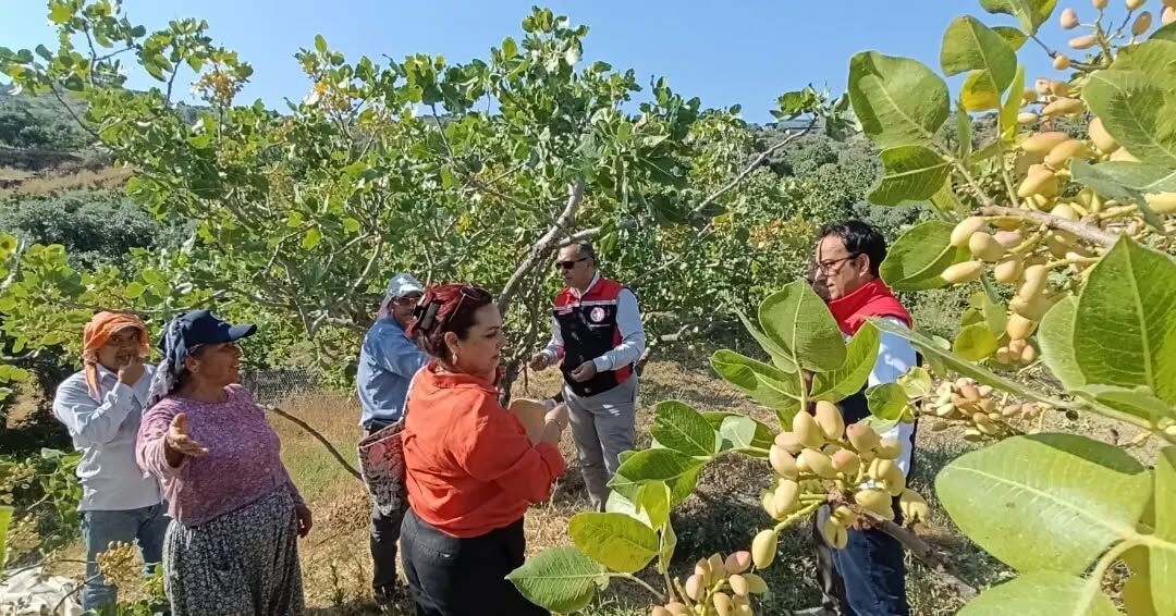 Menengicten Antep Fistigina Yenipazarda 12 Bin 500 Agac Asil 684921 9Eb03A