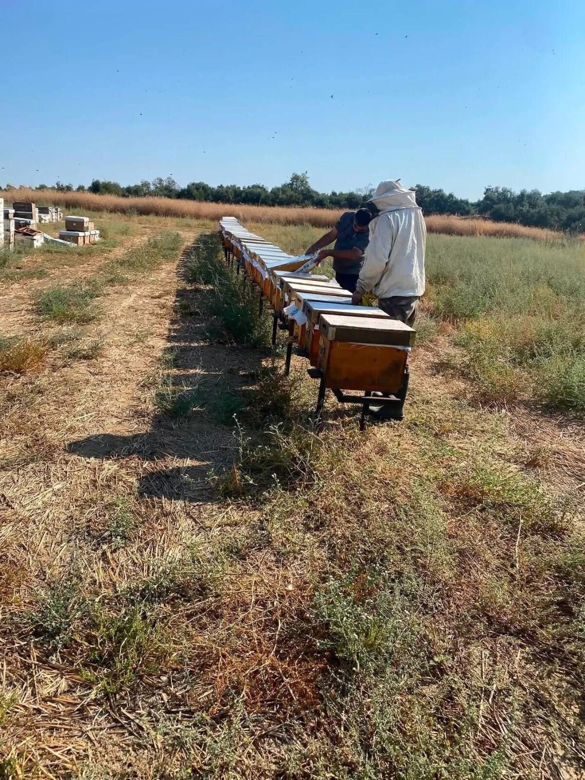 Nazillide Arili Kovanlar Tek Tek Denetleniyor 687545 A61721