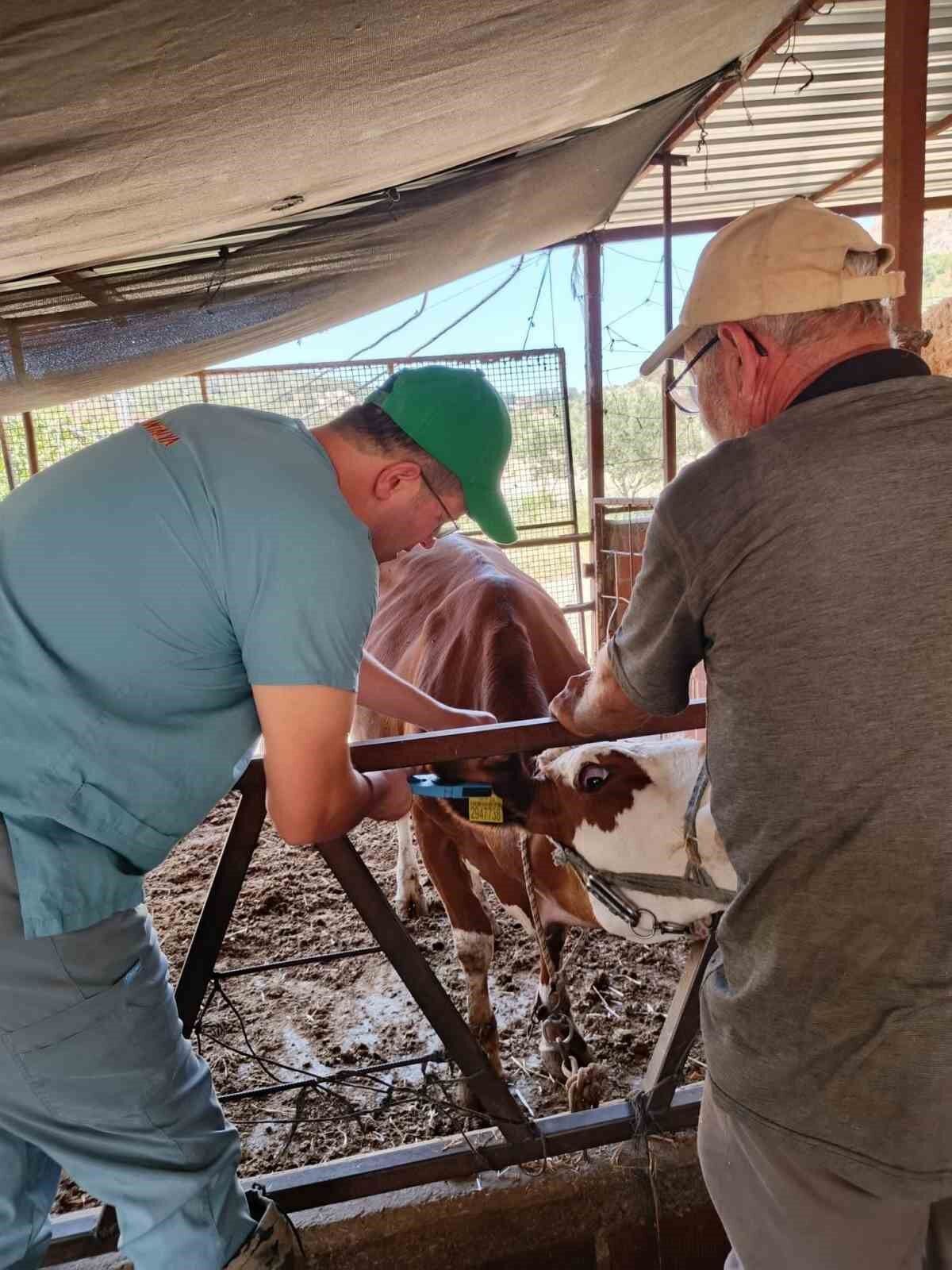 Sokeli Yetistiricilere Dusen Kulak Kupesi Uyarisi 1787811302704 326371