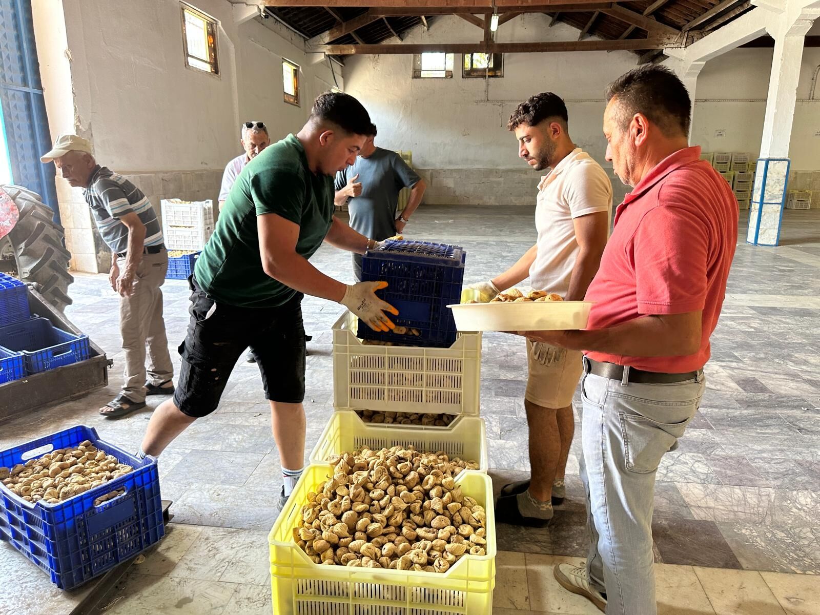 Tariste Incir Mesaisi Basladi 4 Saatte 20 Ton Alim Yapildi 687218 60E9A6