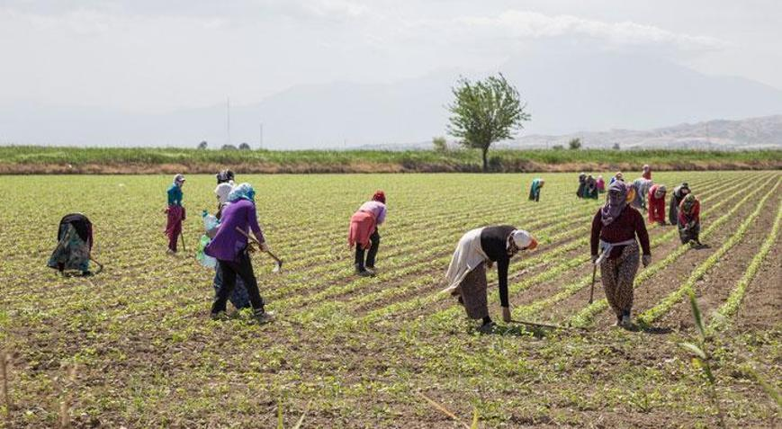 Tarlası 2 yıldır boş kalanları ilgilendiriyor: Kiralama süreci başladı