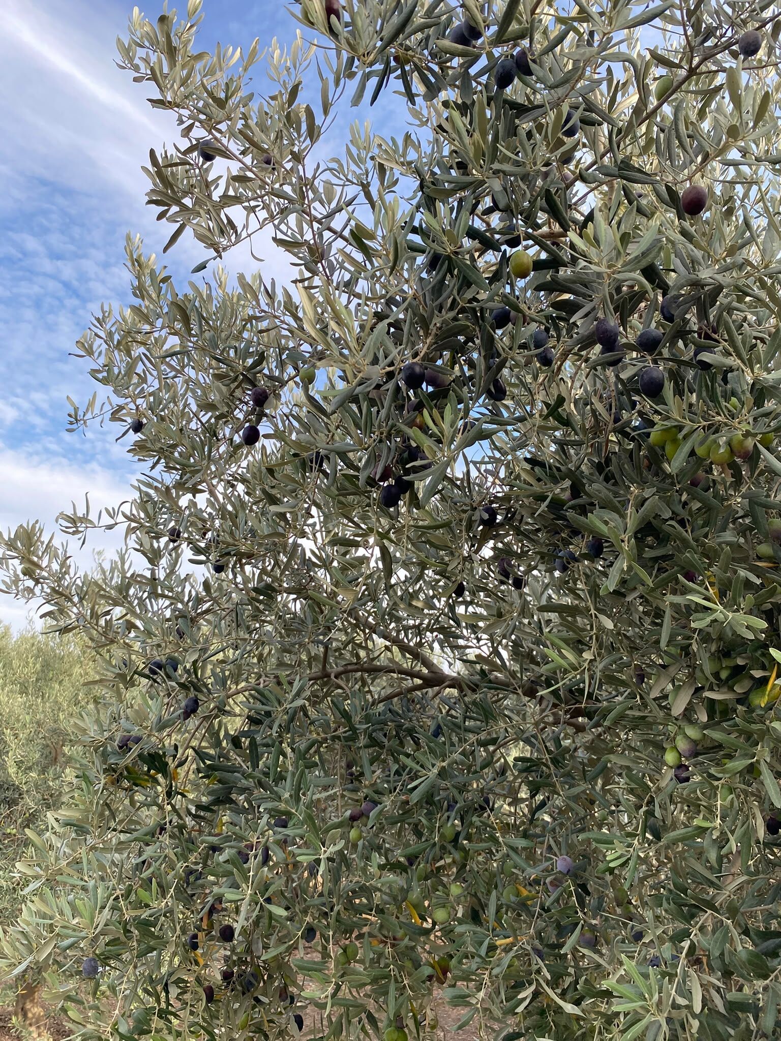 Akkoyde Flas Karar 10 Gun Boyunca Zeytin Hasadi Durduruldu 692883 485804