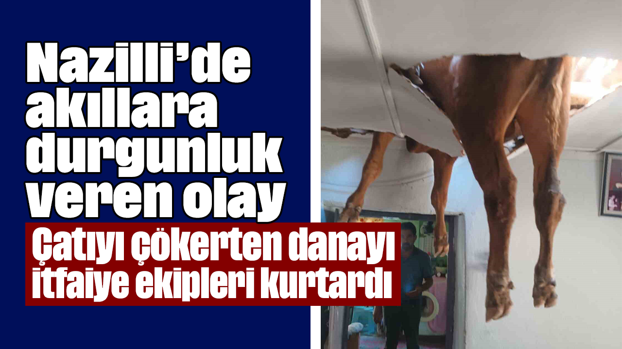 Nazilli’de akıllara durgunluk veren olay: Çatıyı çökerten danayı itfaiye ekipleri kurtardı