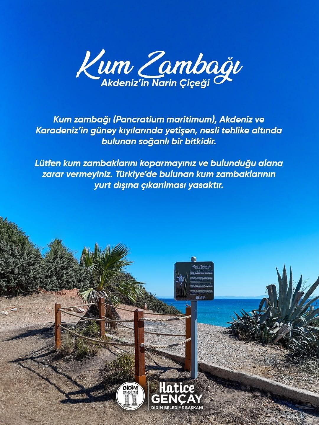 Didim Belediyesi Nesli Tukenmekte Olan Kum Zambagini Koruma 694887 3353De