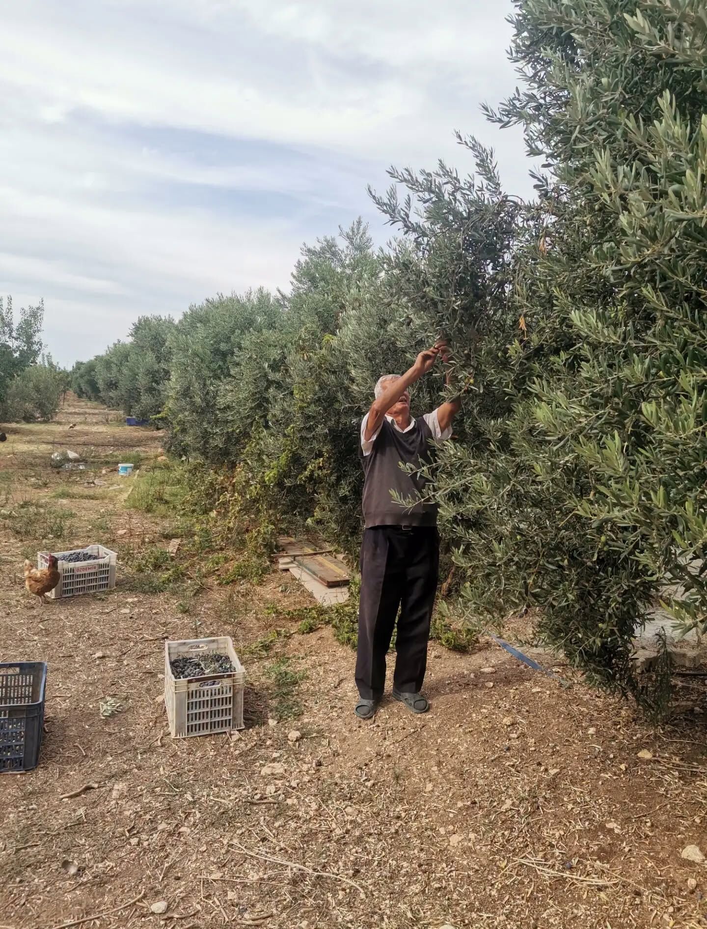 Didim’de zeytin hasadı dertli başladı