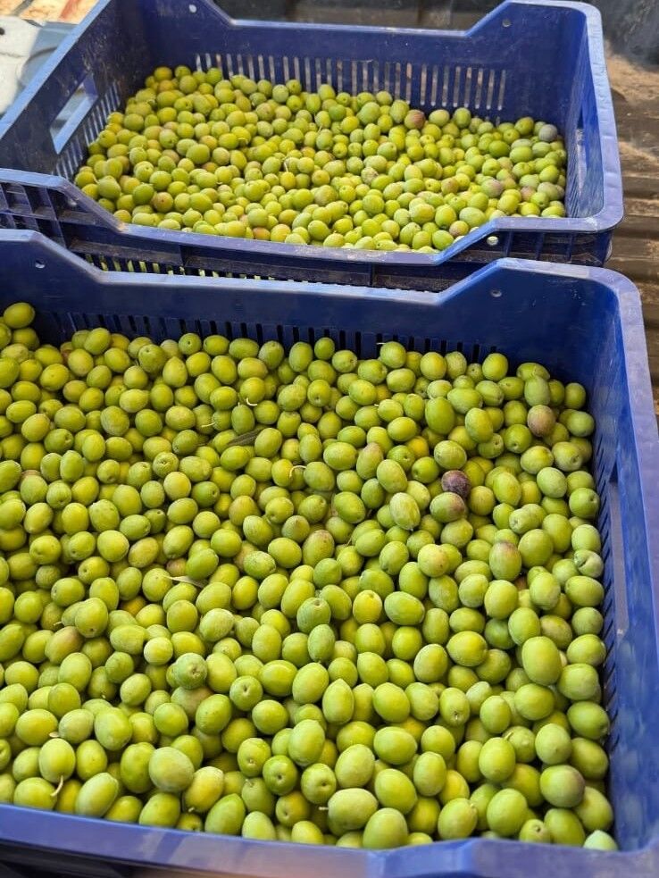 Didimde Zeytin Sikim Donemi Basladi 693810 Ab819C
