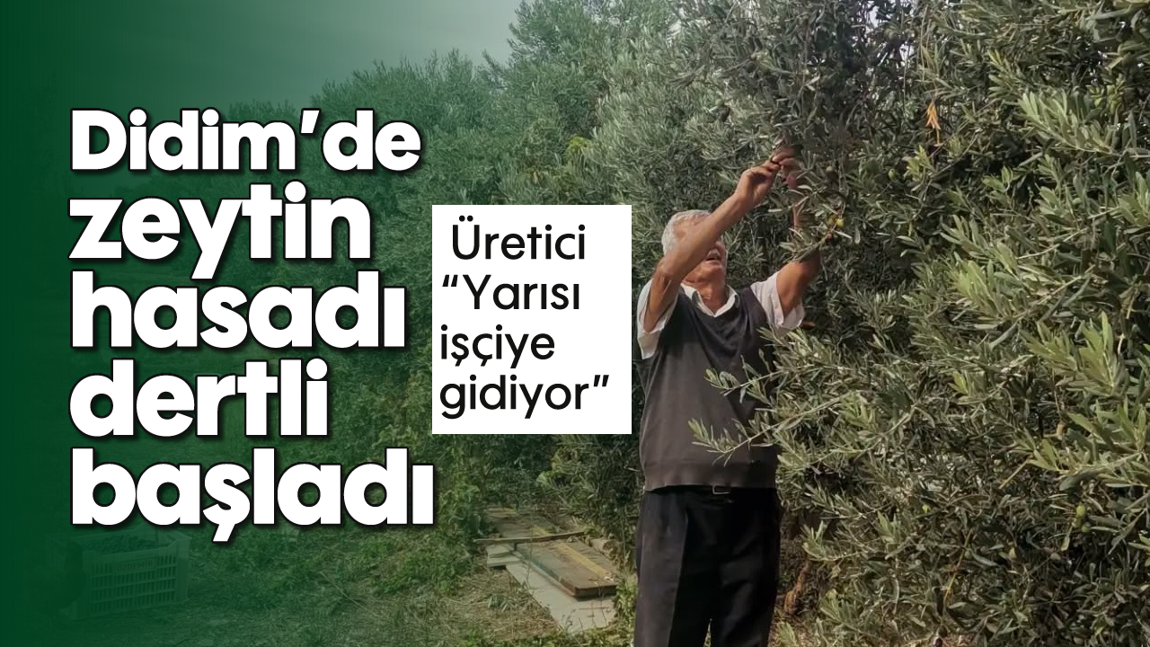 Didim’de zeytin hasadı dertli başladı